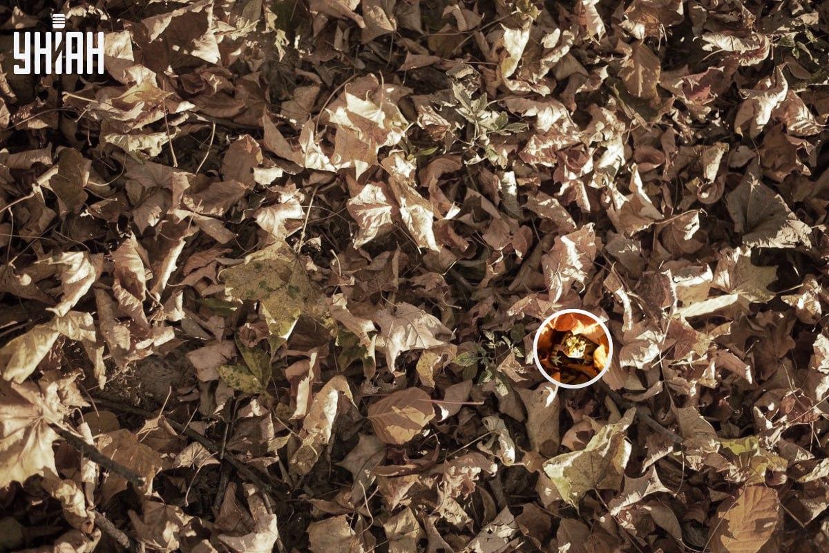 Žába se nacházela u levého dolního rohu obrázku / koláže s fotografií Moje.