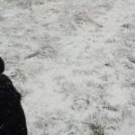 Hádanka pro ty, kteří mají výborný zrak: musíte najít psa