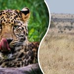 Leoparda najde jen ten, kdo má „lovecké oči“: záhada, kterou