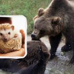 Nikdo nemůže najít ježka: super náročný hlavolam na čas
