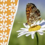 Pouze 3 % géniů dokáží najít slovo „daisy“ za 10